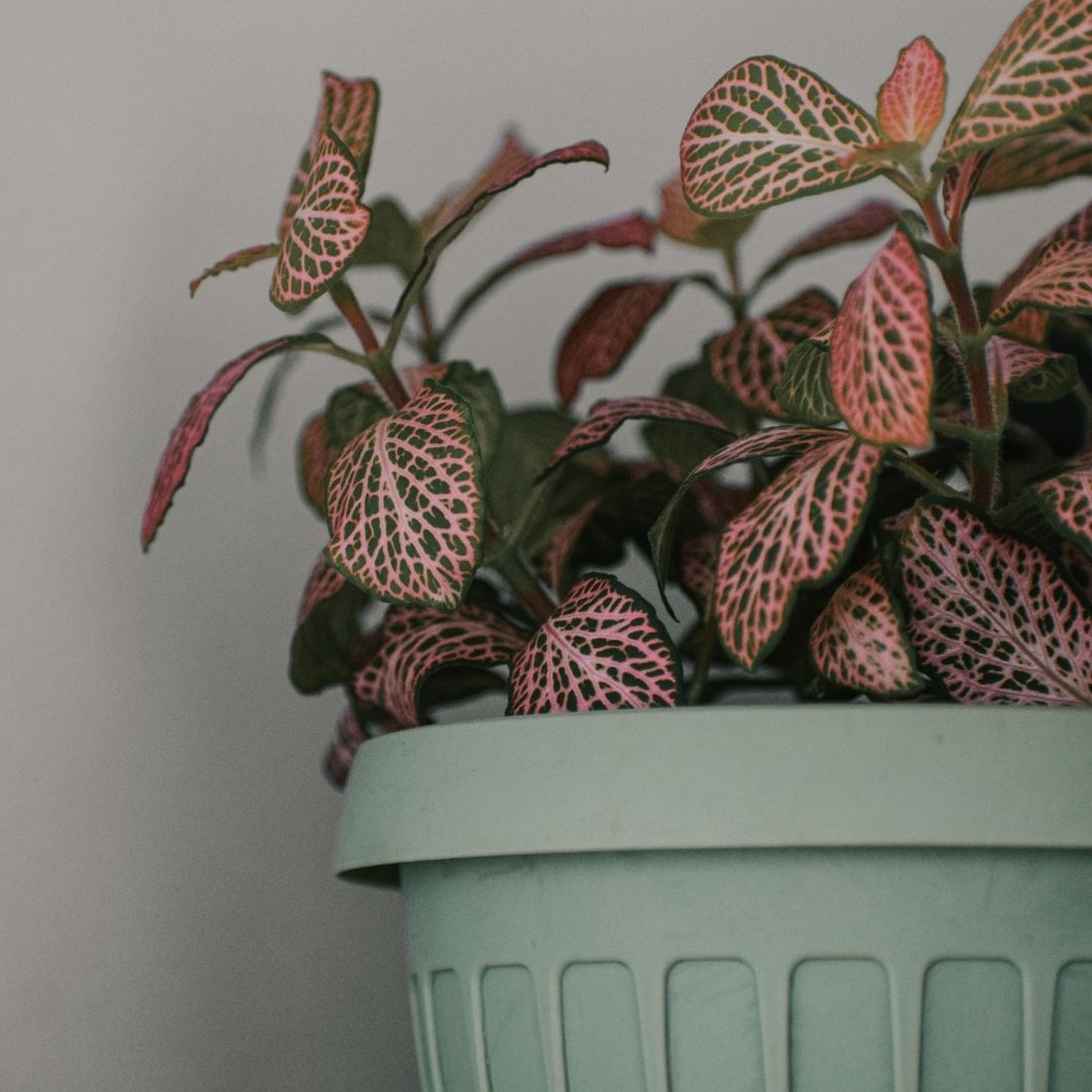 Fitonia doskonała do łazienki z małym dostępem do światła dziennego